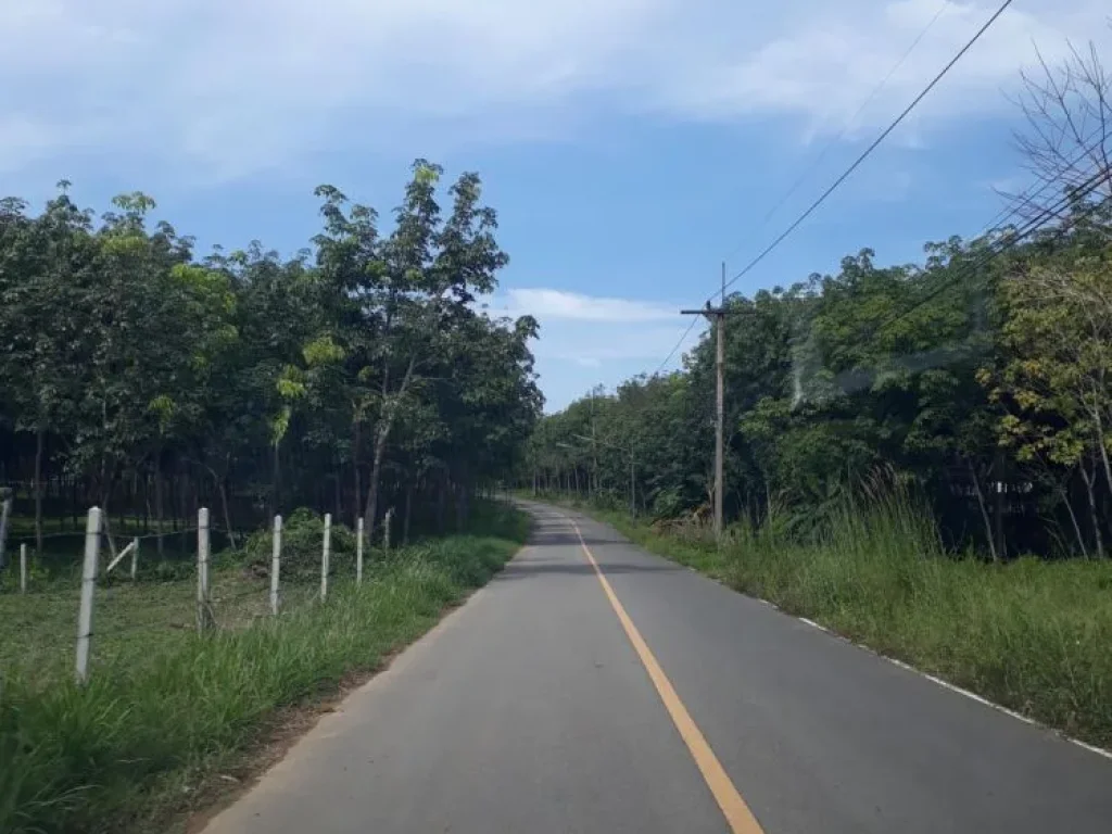 ขายที่ดินพร้อมสวนปาล์มน้ำไฟพร้อม