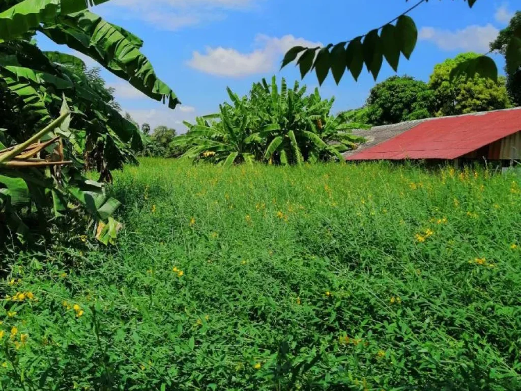 ขายที่ดินเปล่า 1 ไร่ ติดถนนคอนกรีต มีคลองชลประทานหน้าบ้านบรรยากาศดี