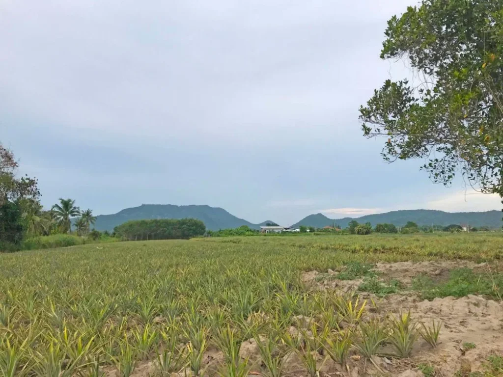 ขายที่ดินหัวหิน ใกล้แบล็คเมาเท่น 329 ตรวา สาธารณูปโภคดี