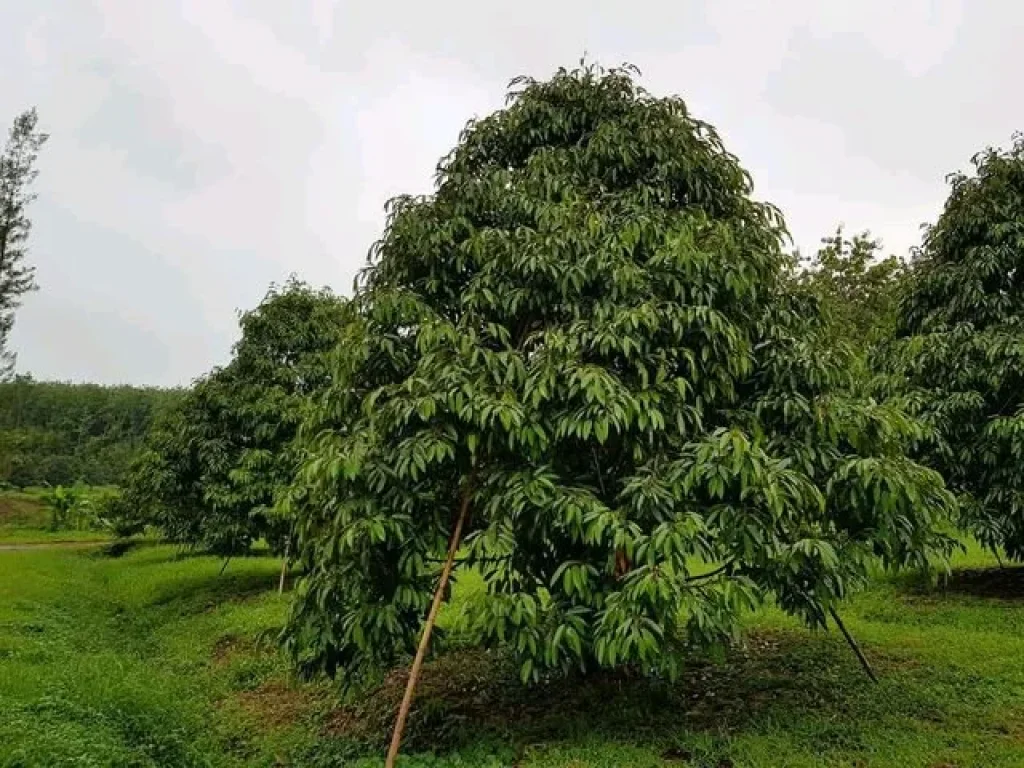 ขายสวนทุเรียนหมอนทองล้วน พร้อมเก็บลูกได้ปีนี้ โฉนด 13 ไร่ ใกล้ถนนสุขุมวิท