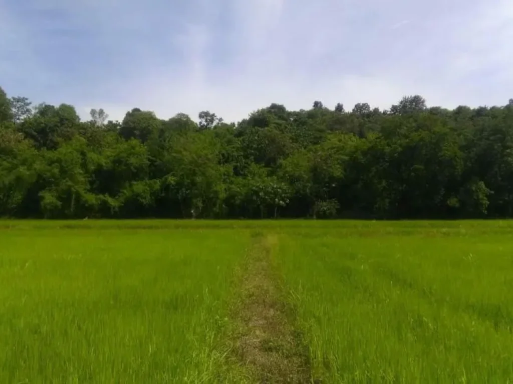 ที่นาและสวนผสมแปลงสวย อวิเชียรบุรี จเพชรบูรณ์ 