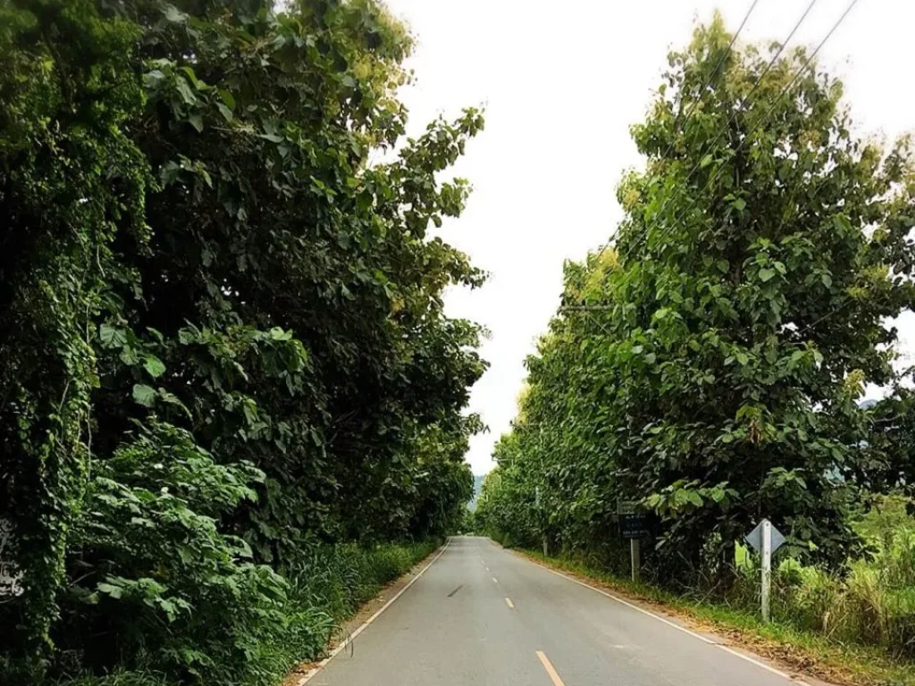 ขายที่ดิน 40 ไร่ อยู่บ้านท่าเยี่ยม อลำสนธิ จลพบุรี