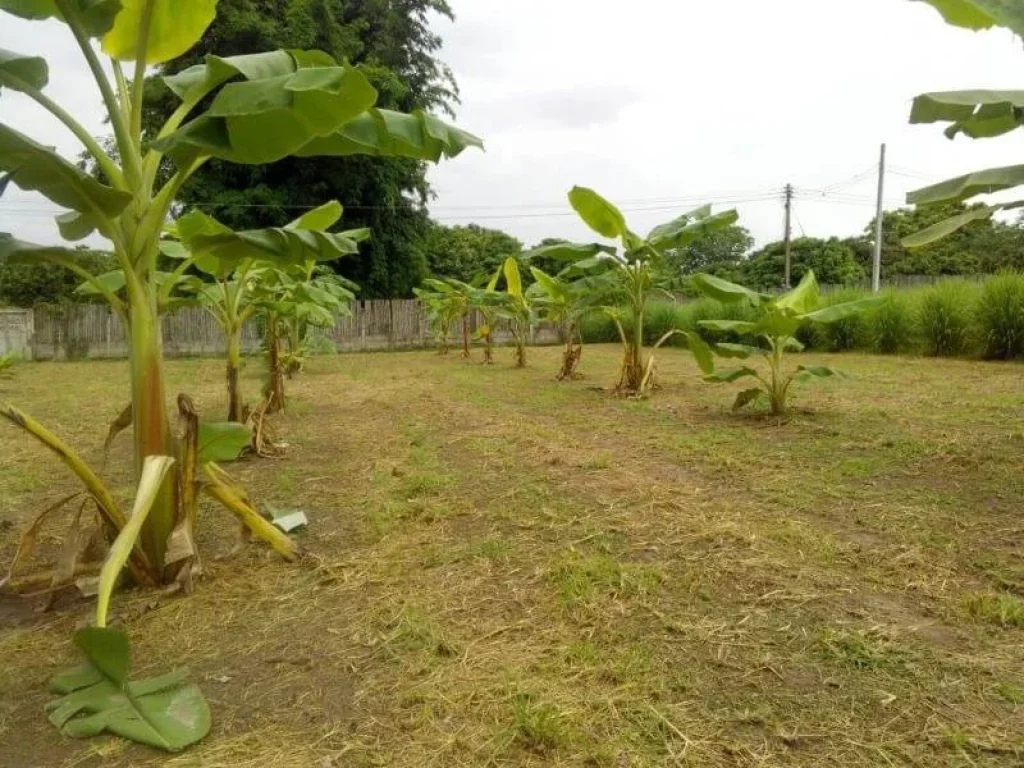 ขาย ที่ดิน พร้อมบ้านเดี่ยวชั้นเดียว 1 หลังอเชียงดาว จเชียงใหม่