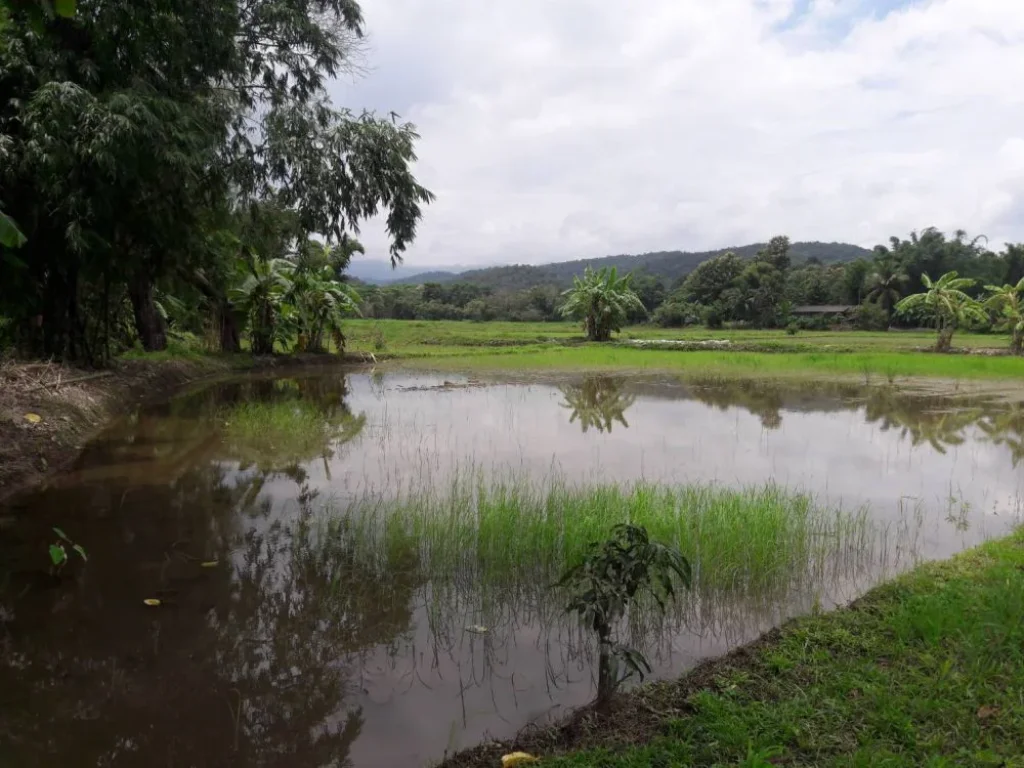 ขายที่ดินติดถนนเด่นห้า-ดงมะดะห่างไร่ละ1800000 บาท