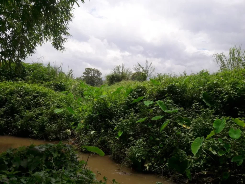 ขายที่ดินติดถนนเด่นห้า-ดงมะดะห่างไร่ละ1800000 บาท