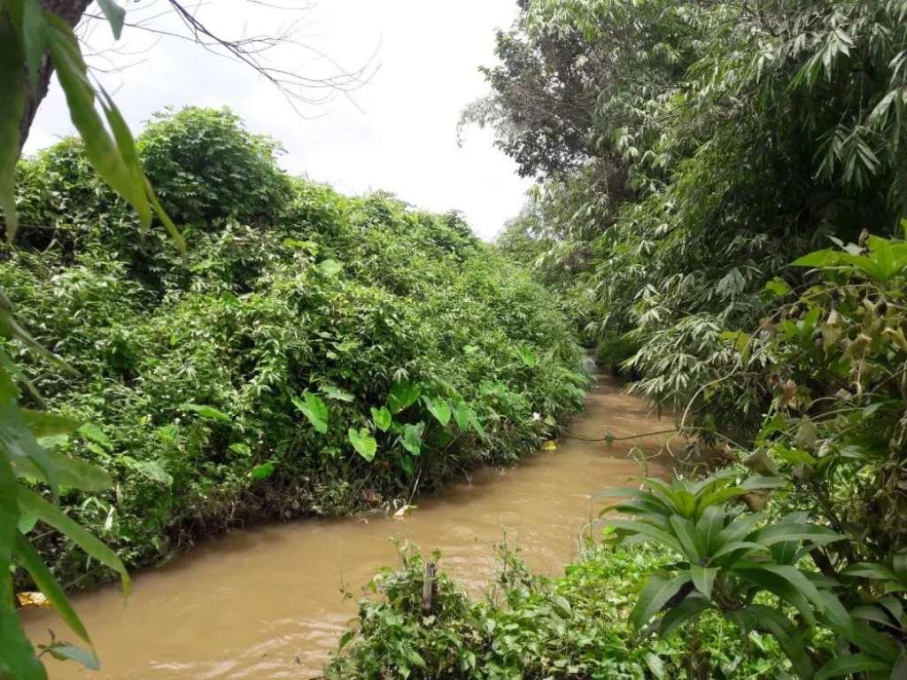 ขายที่ดินติดถนนเด่นห้า-ดงมะดะห่างไร่ละ1800000 บาท