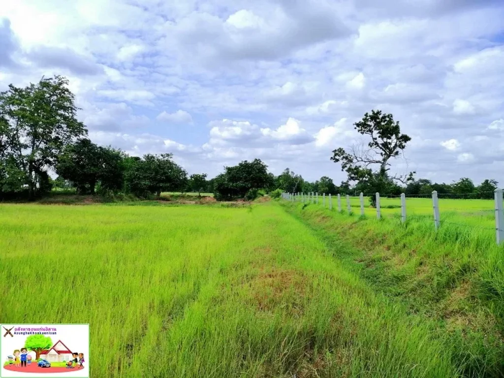 ที่นาใกล้ถนนทางหลวงชนบท ห่าง ถมิตรภาพ 25 กม ขายถูกกว่าบริเวณนั้น