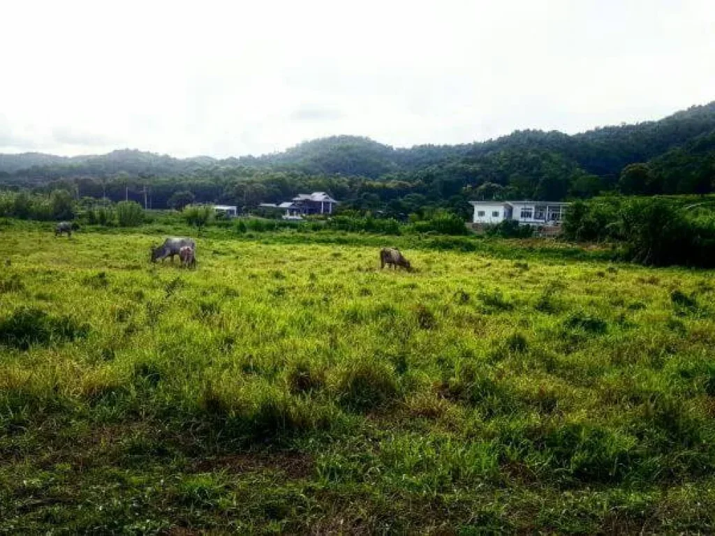 ขายที่ดินวิวไร่ชา ติดรั้วไร่ชาของไร่บุญรอด