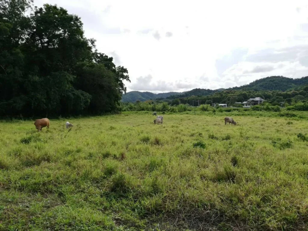 ขายที่ดินวิวไร่ชา ติดรั้วไร่ชาของไร่บุญรอด