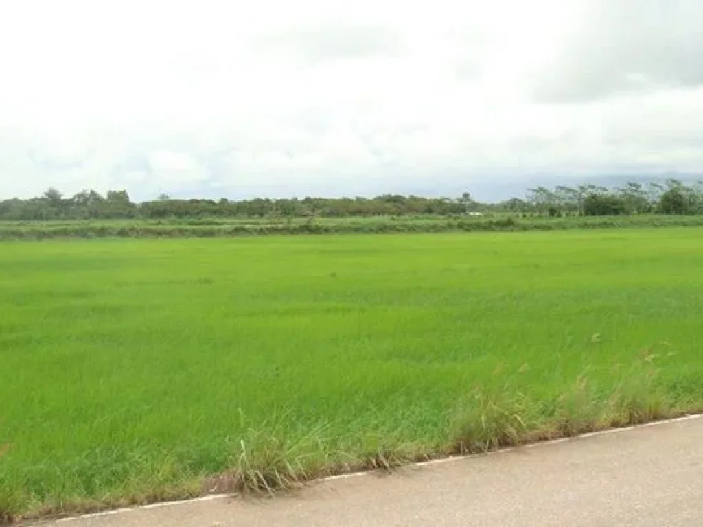 ขายที่ดิน 5ไร่ วิวสวย มองเห็นภูเขา ติดลำเหมือง 422 ทางหลวงสุขาภิบาล แม่จัน เชียงราย เข้ามาทางซอยบ้านป่าสักน้อย ซอย 3