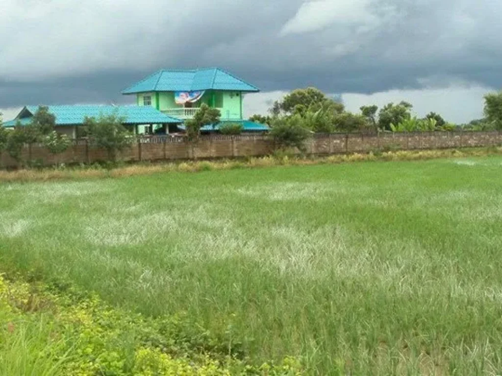 ขายที่ดิน 5ไร่ วิวสวย มองเห็นภูเขา ติดลำเหมือง 422 ทางหลวงสุขาภิบาล แม่จัน เชียงราย เข้ามาทางซอยบ้านป่าสักน้อย ซอย 3