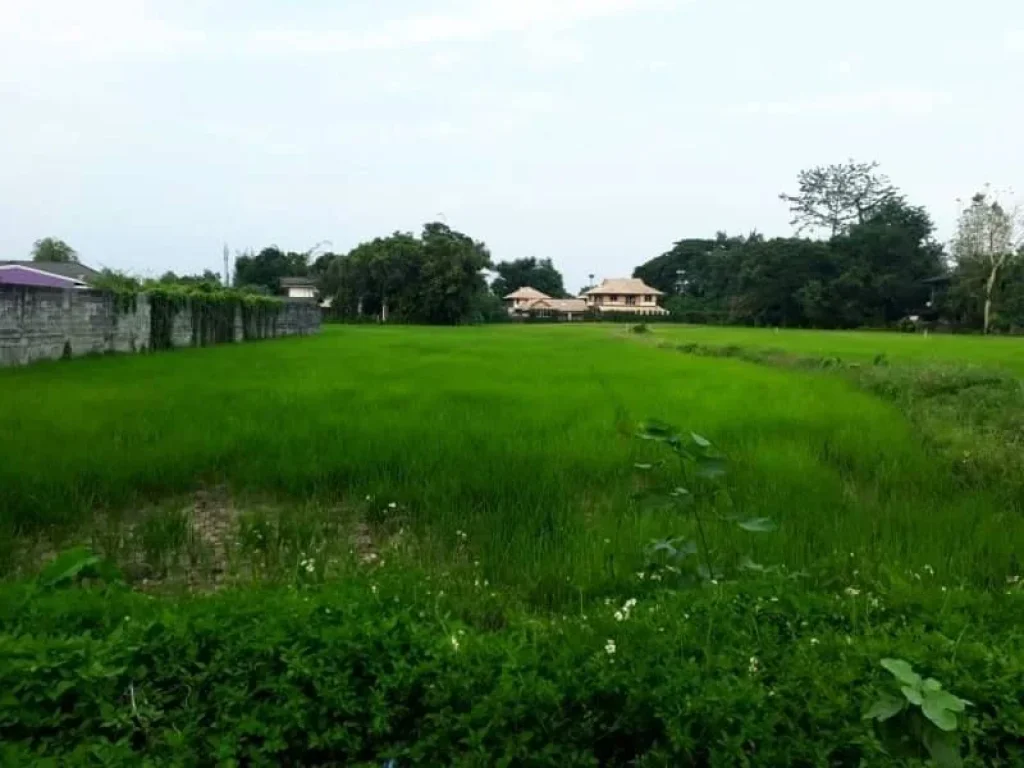 ขายที่ดินหลังโลตัสรวมโชค ติดถนนซอย