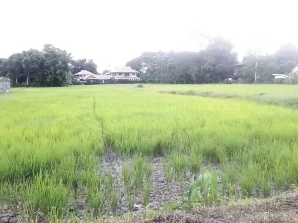 ขายที่ดินหลังโลตัสรวมโชค ติดถนนซอย