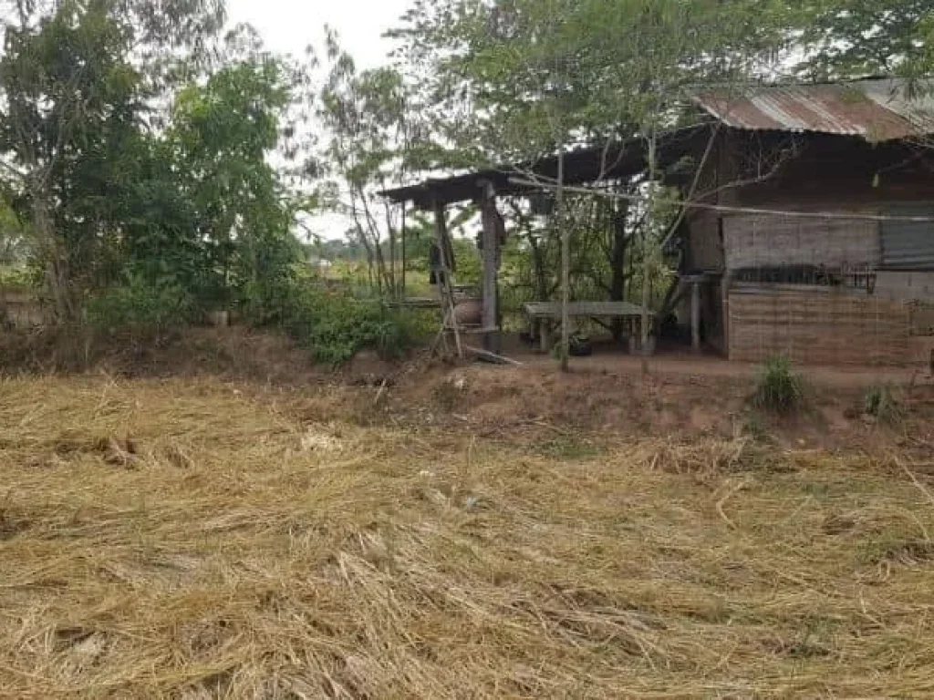 ขายที่ ราคาถูก เมือง หนองบัวลำภู