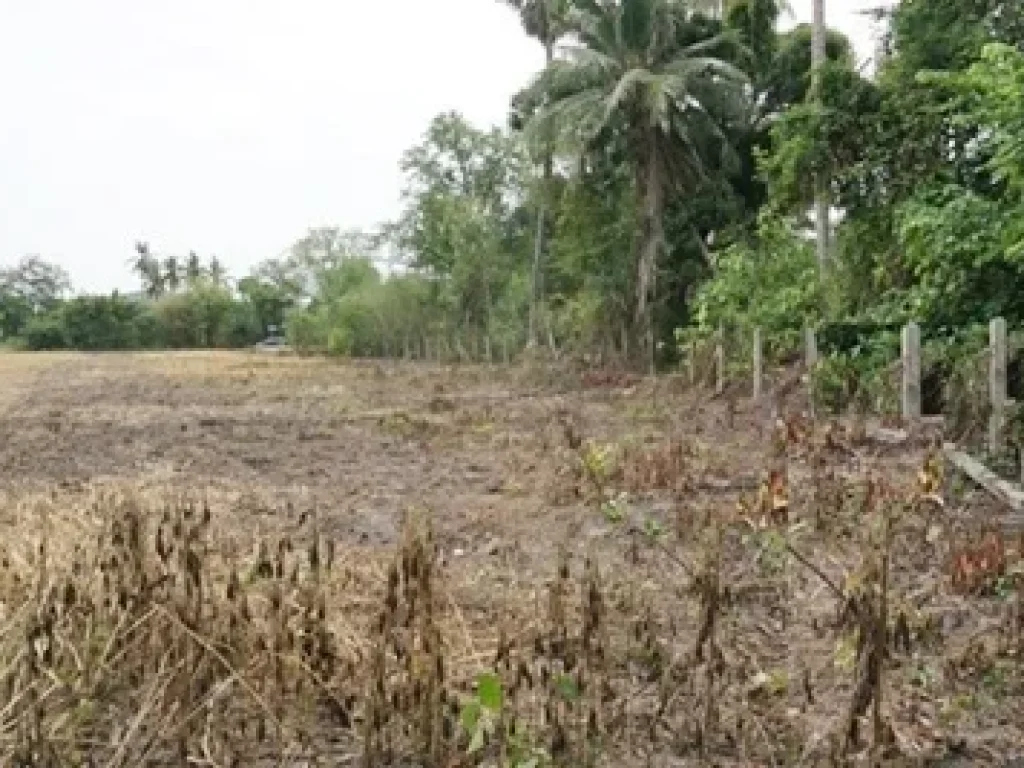 ที่ดิน ตนางบวช อเดิมบางนางบวช สุพรรณบุรี 2 ไร่ 135 ตรว