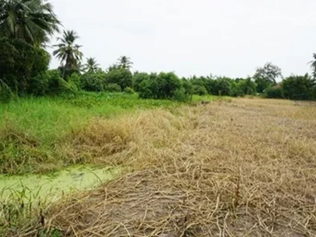 ที่ดิน ตนางบวช อเดิมบางนางบวช สุพรรณบุรี 2 ไร่ 135 ตรว