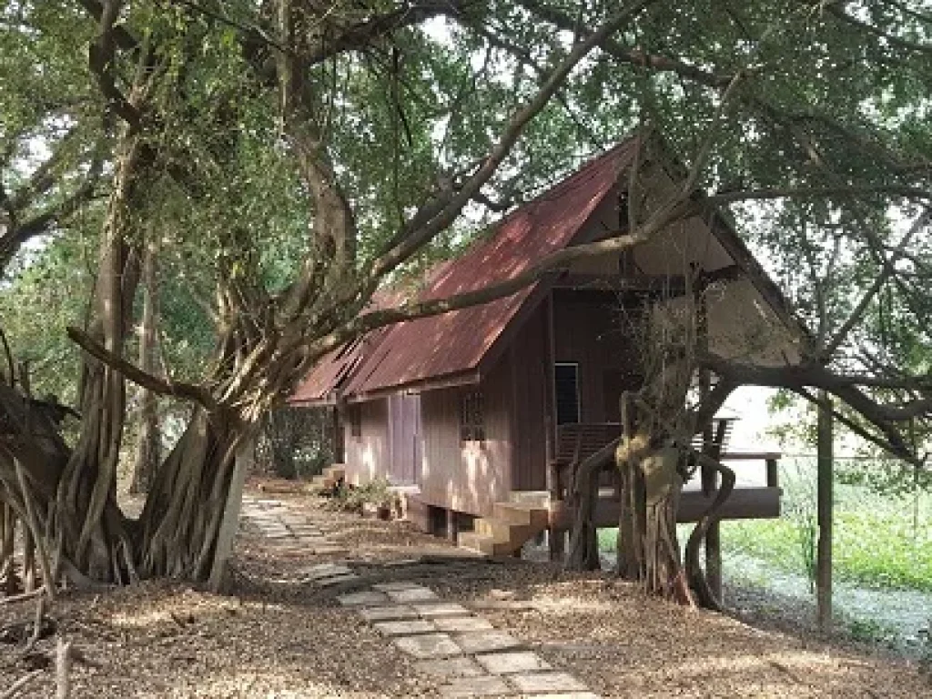 บ้านเรือนไทยริมแม่น้ำ บรรยากาศธรรมชาติ วิวสวยมาก อบางไทร อยุธยา บท 017 ขายที่ดินริมแม่น้ำ พร้อมบ้านเรือนไทย อายุเกือบ 100 ปี ปลูกบนที่ดินเนื้อที่ 1