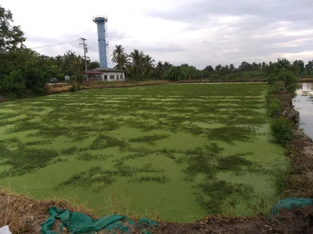 ขายที่ดิน 18 ไร่ ใกล้เซ็นทรัลพลาซา ศาลายา