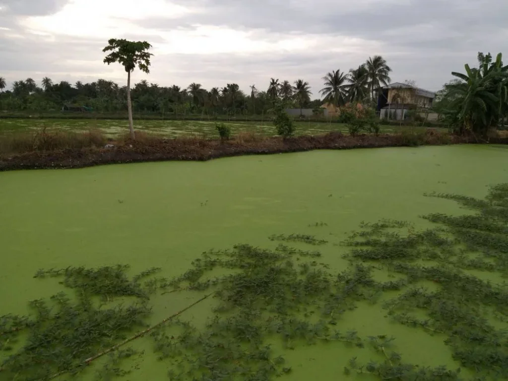 ขายที่ดิน 18 ไร่ ใกล้เซ็นทรัลพลาซา ศาลายา