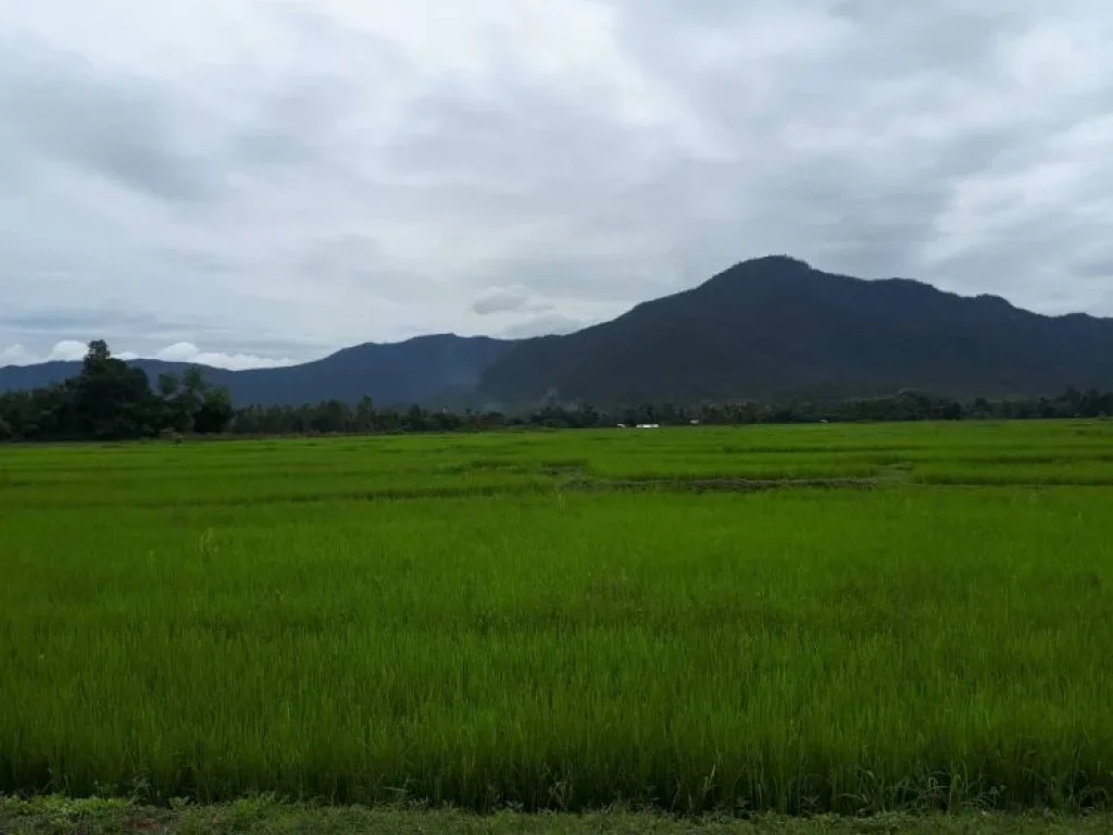 ขายแม่ออน ตรงข้าม อบต ออนใต้