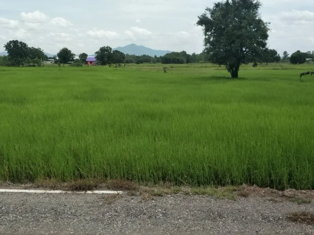 ที่ดินโฉนด 3ไร่ 55ตรว ติดถนน น้ำไฟเพื่อนบ้าน ตโคกสำโรง อโคกสำโรง ลพบุรี