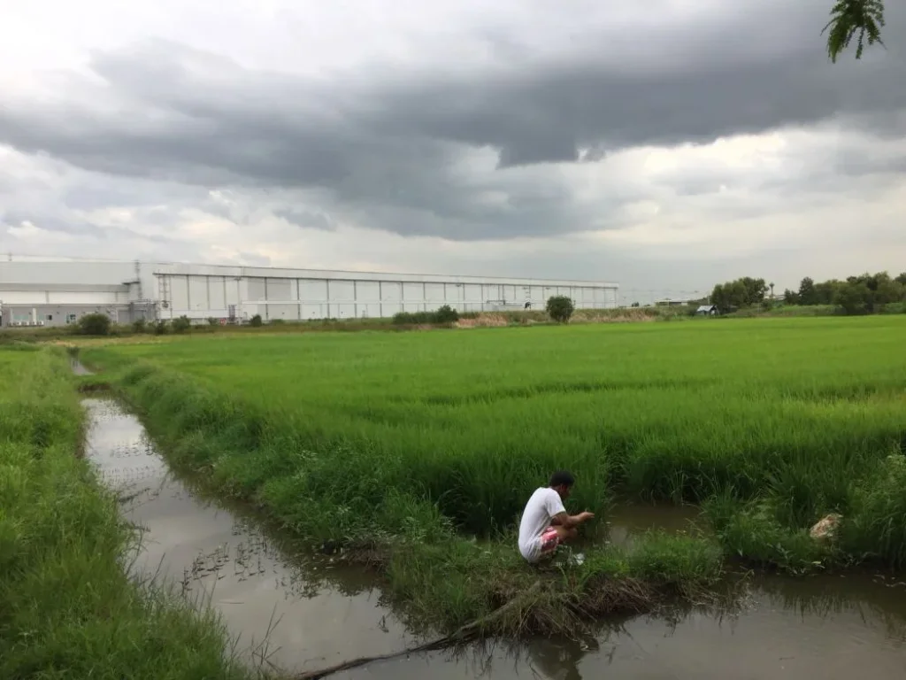 ขายที่ดิน 11 ไร่ ติดกับโรงงานใกล้ถนนมิตรภาพ วังน้อย อยุธยา