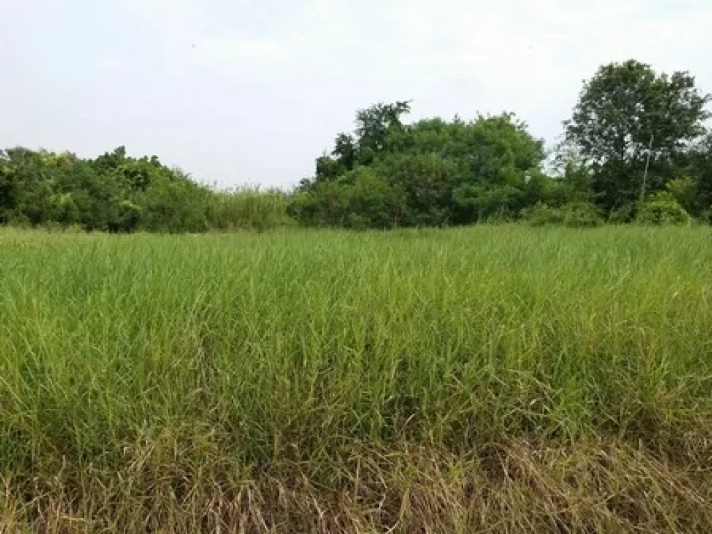 ขายถูก ที่ดิน 436 ตรวพุทธมณทลสาย 2 ซอย 33ศาลาธรรมสพน์ ทวีวัฒนา กรุงเทพมหานคร