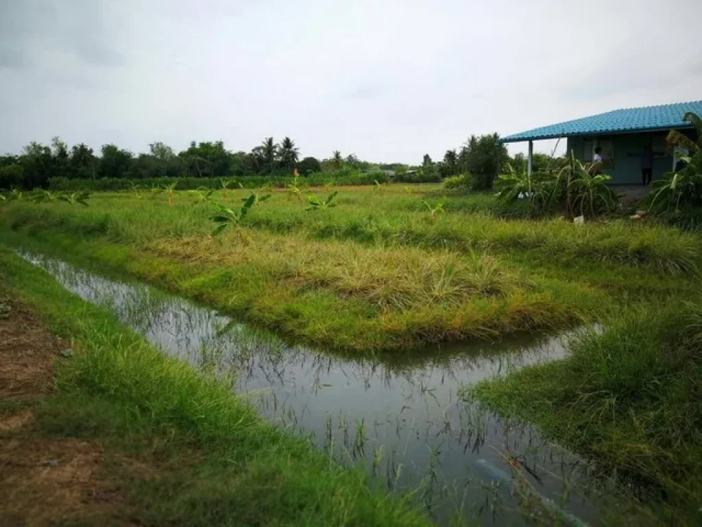 ให้เช่าบ้านสวนและที่ดิน จสุพรรณบุรี อสองพี่น้อง ตศรีสำราญ