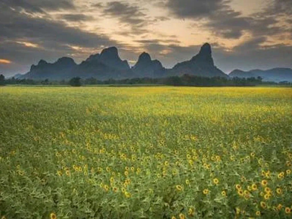 ขายที่ดิน 16ไร่ ใกล้อ่างซับเหล็ก เมือง ลพบุรี