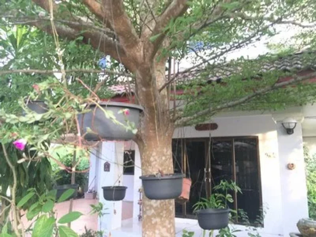 Luxury House For Rent Siam Nakhon Thani In the city of Nakhon Si Thammarat 4B3B fully furnished