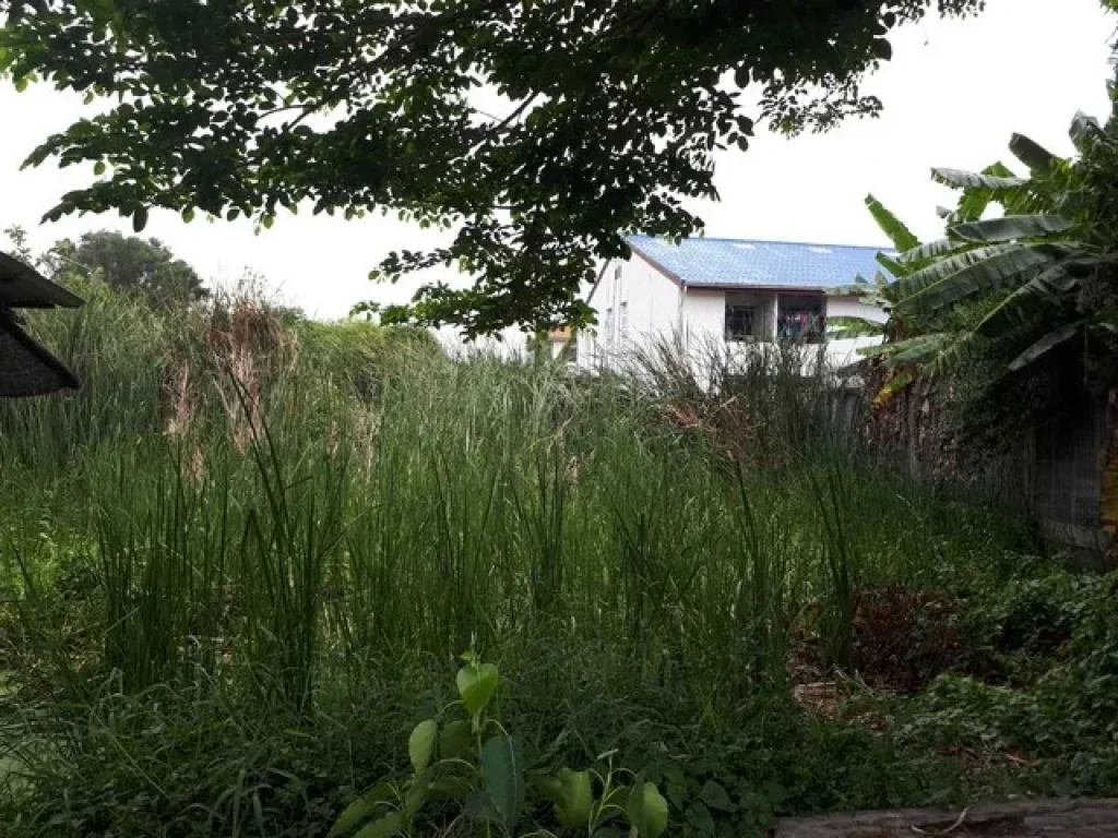 ขายที่ดิน 100 ตรว ซอยประดับสุข10 ถนนติวานนท์ ปากเกร็ด นนทบุรี