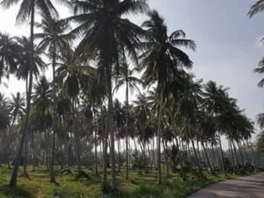 ที่ดินเปล่าติดเขตสวนมะพร้าว หาดบ้านกรูด อำเภอบางสะพาน ประจวบคีรีขันธ์ 3ไร่ 2 งาน 35 ตารางวา