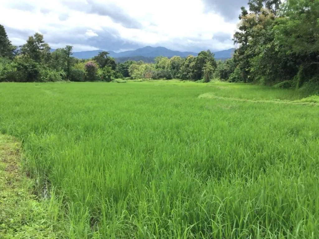 ขายที่นา วิวสวย แม่แตงราคาถูก ติดลำห้วย