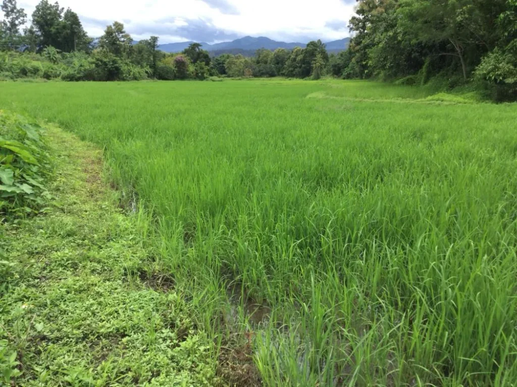 ขายที่นา วิวสวย แม่แตงราคาถูก ติดลำห้วย