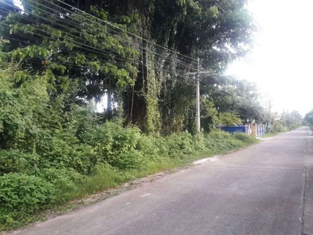 ขายที่ดิน สันทรายหลวง ถนนคอนกรีต