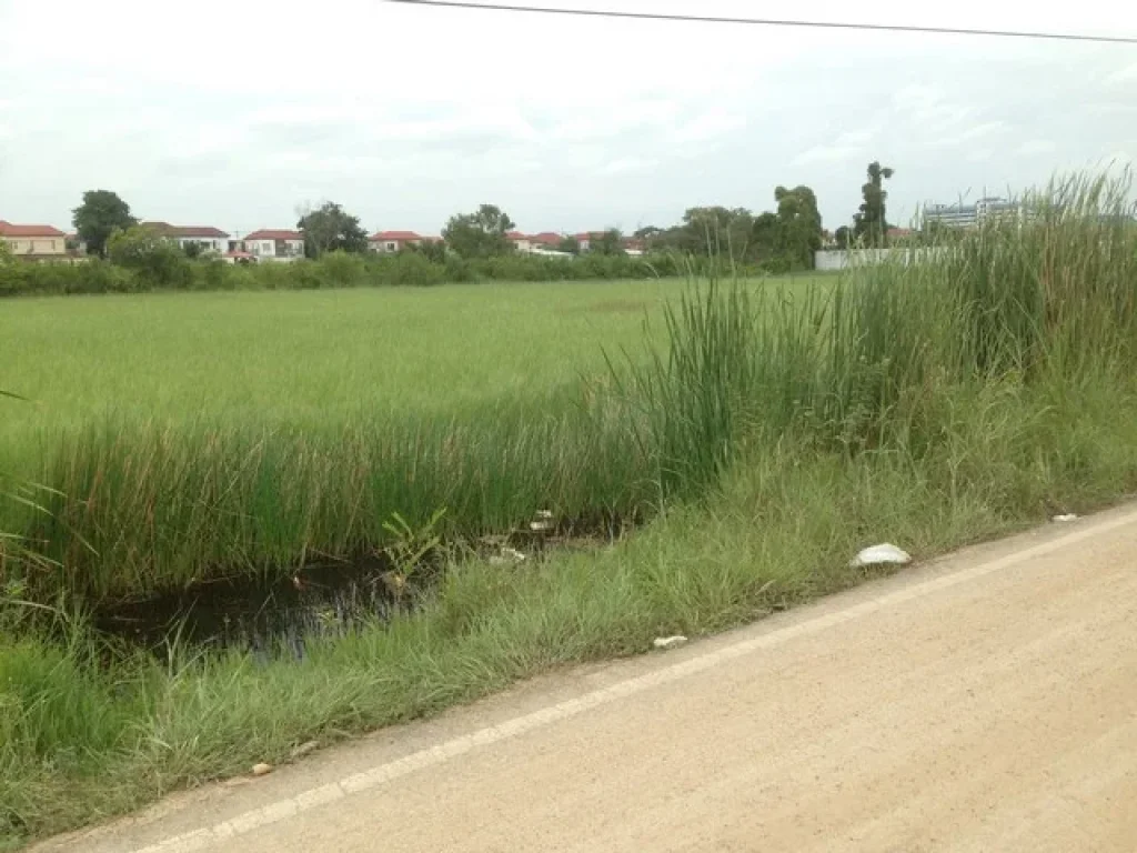 ขายที่ดิน 384 ตรว ถเลียบคลองสาม ซอย 14 คลองหลวง รังสิต-ปทุมธานี