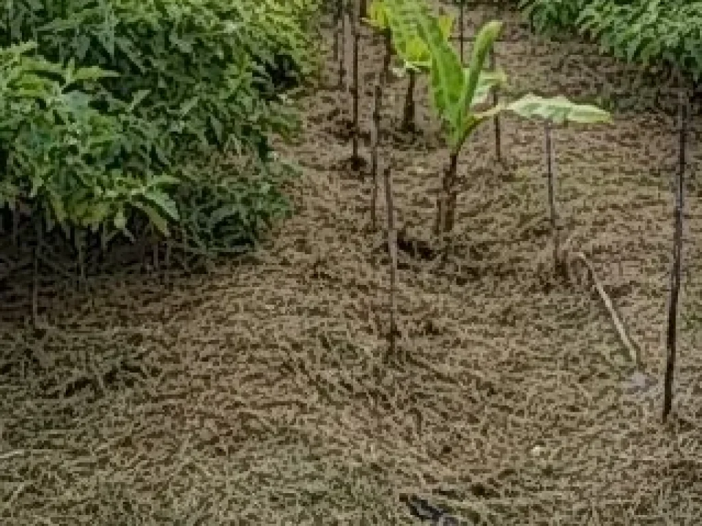 ขายที่ดินพร้อมบ้านและมีผลผลิตทางการเกษตร