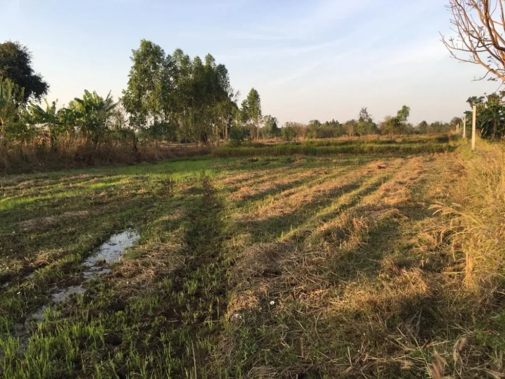 ขายที่ดินติดถนน แปลงสวย เหมาะสำหรับเกษตรกรรม มีทางเดินน้ำ