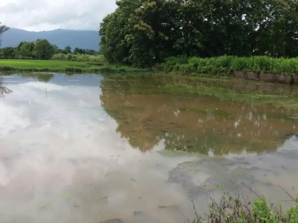 ขายที่ดินห่างเทศบาลบ้านดู่ 180 เมตร