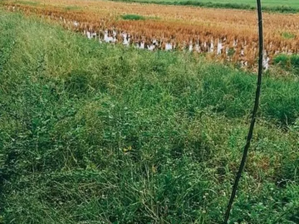 ขายที่ดิน 200 ไร่ ตำบลบ่อเงิน อำเภอลาดหลุมแก้ว งหวัดปทุมธานี