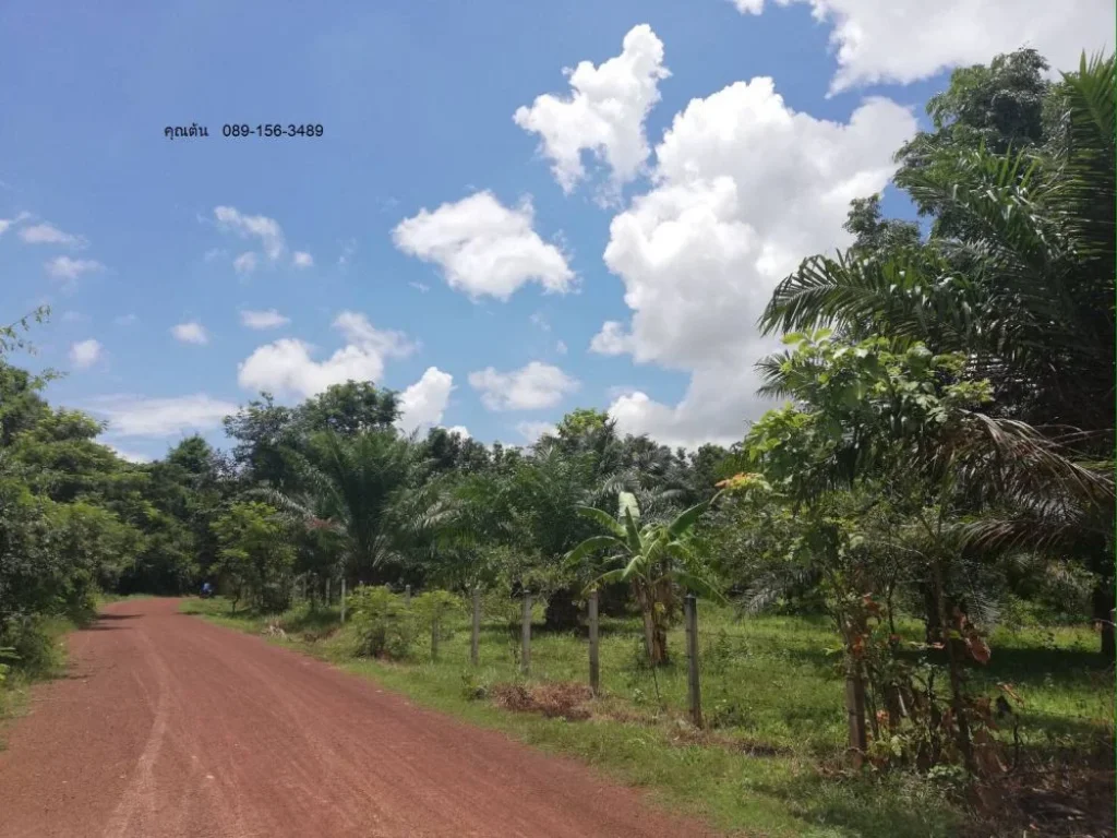 ขายที่ พร้อมสวนปาล์ม หนองคาย อโพนพิสัย