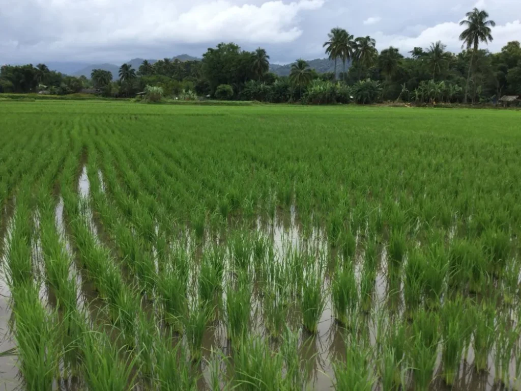 ขายที่นาแม่ริม วิวสวย เหมาะกับลงทุนรีสอทร์