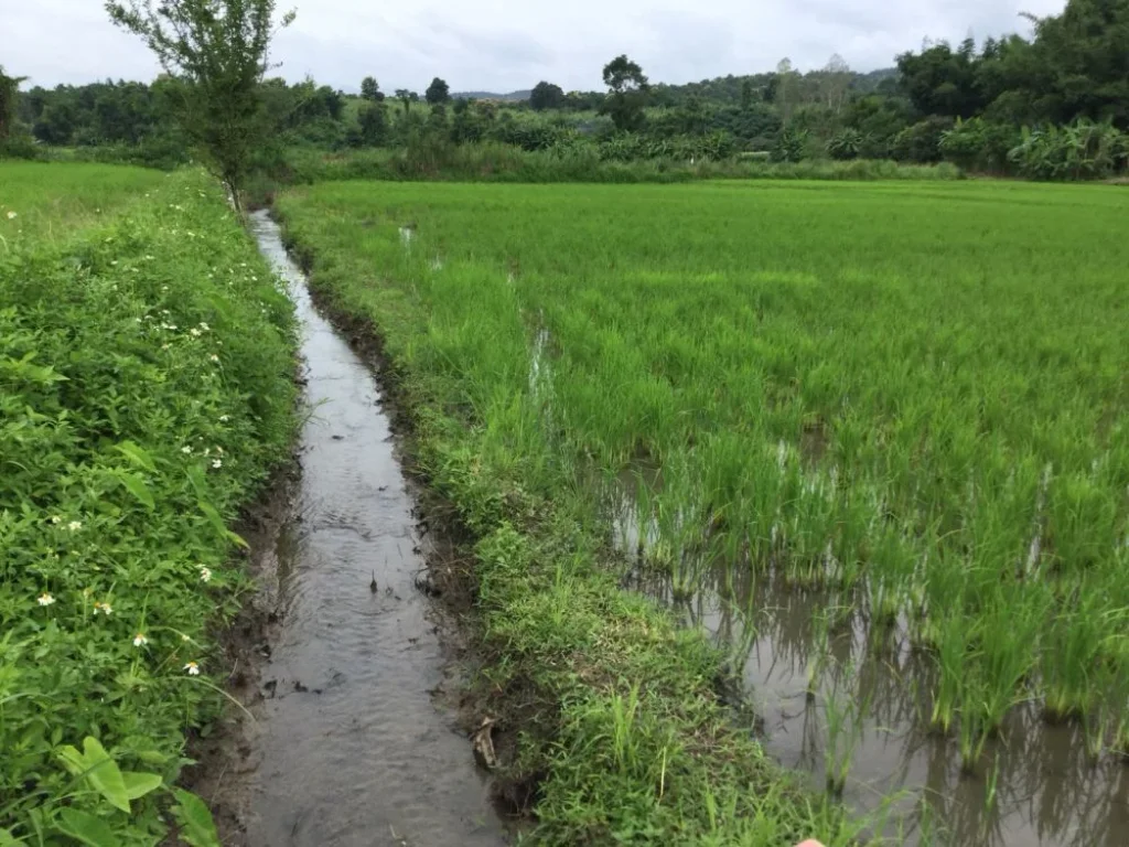 ขายที่นาแม่ริม วิวสวย เหมาะกับลงทุนรีสอทร์