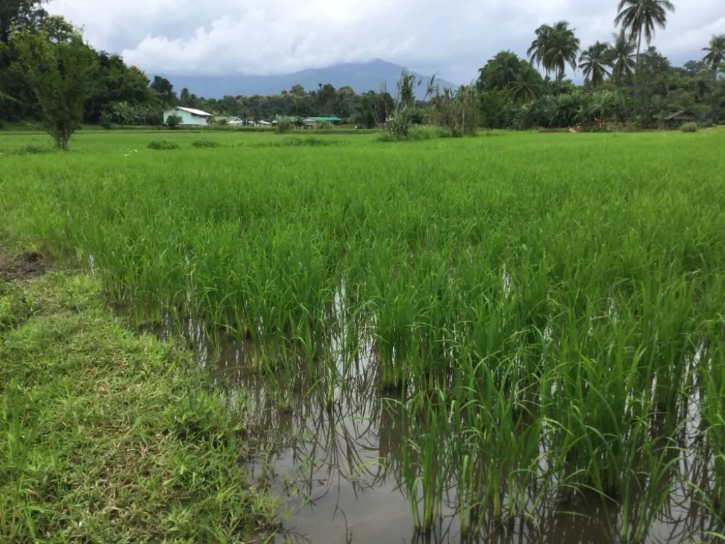 ขายที่นาแม่ริม วิวสวย เหมาะกับลงทุนรีสอทร์