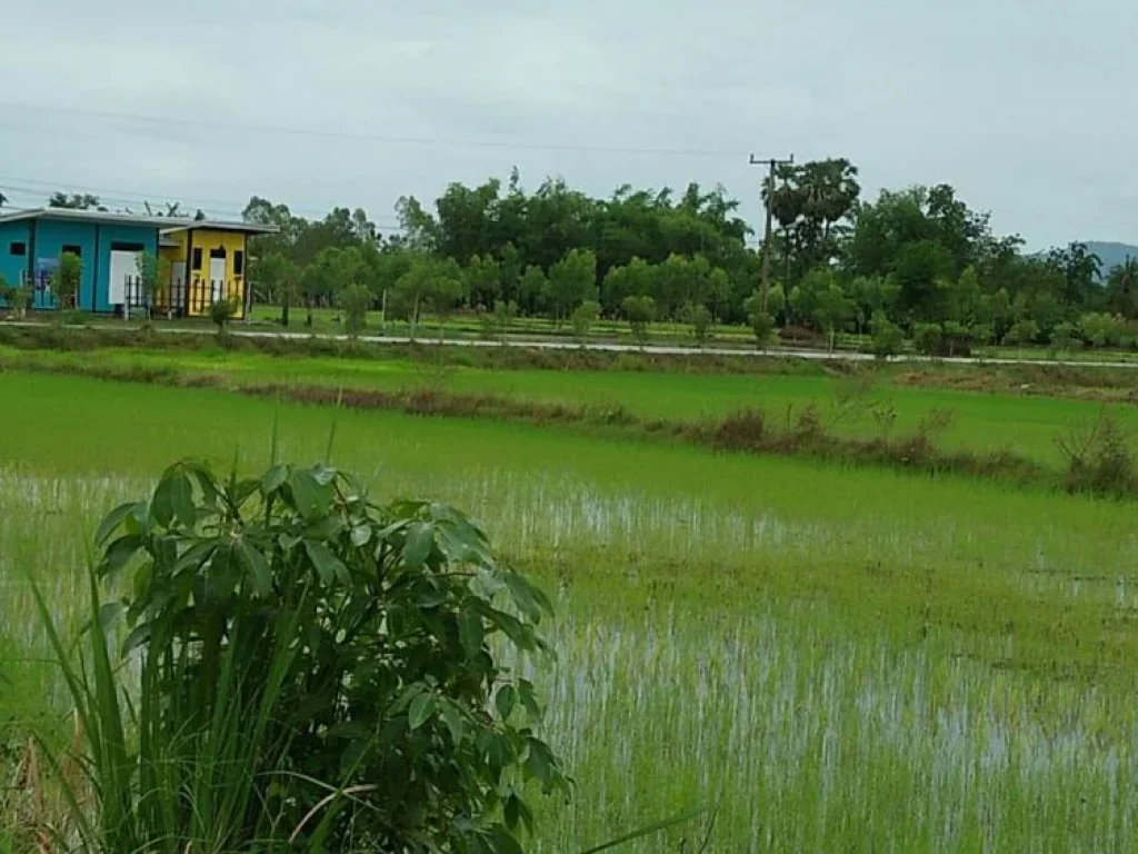 ขายที่ดิน 13 ไร่ 75 ตรว ห่างจากถนนใหญ่ 20 ตรว ติดถนน ซอยเทศบาล 1 3ด้าน