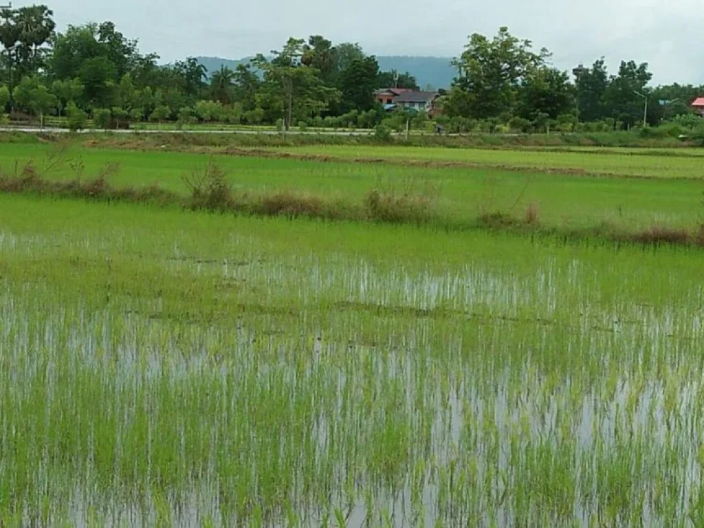 ขายที่ดิน 13 ไร่ 75 ตรว ห่างจากถนนใหญ่ 20 ตรว ติดถนน ซอยเทศบาล 1 3ด้าน