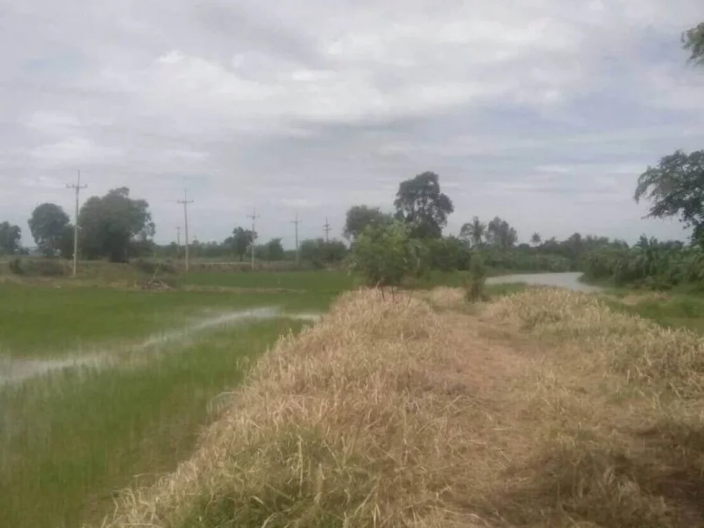 ขายที่ดิน 3ไร่ ถนนสายบ้านหัวเกาะ-บ้านหนองกรด โคกช้าง สุพรรณบุรี