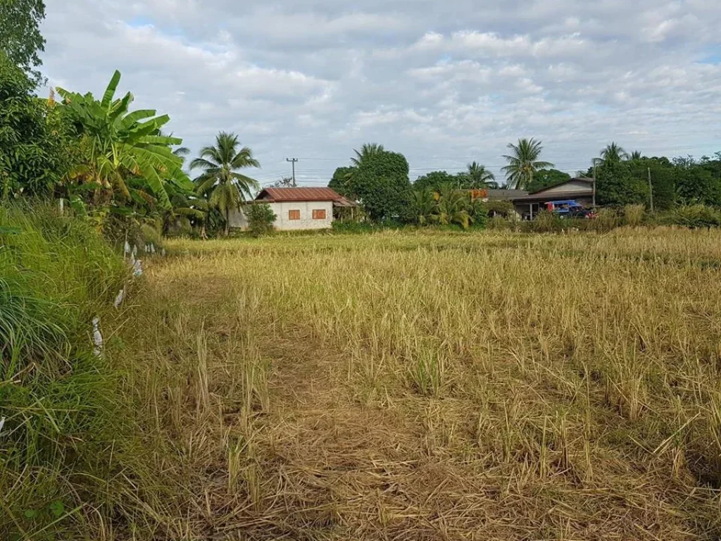 ต้องการขายที่ดินบ้านเก่าน้อย ตำบลพระธาตุบังพวน อำเภอเมือง จังหวัดหนองคาย 2ไร่