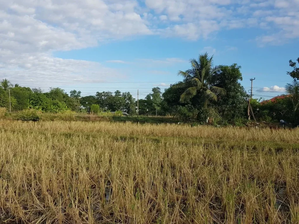 ต้องการขายที่ดินบ้านเก่าน้อย ตำบลพระธาตุบังพวน อำเภอเมือง จังหวัดหนองคาย 2ไร่