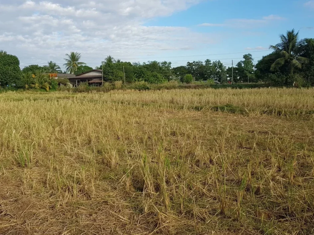 ต้องการขายที่ดินบ้านเก่าน้อย ตำบลพระธาตุบังพวน อำเภอเมือง จังหวัดหนองคาย 2ไร่